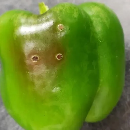 thumbnail for publication: Bacterial Spot of Pepper